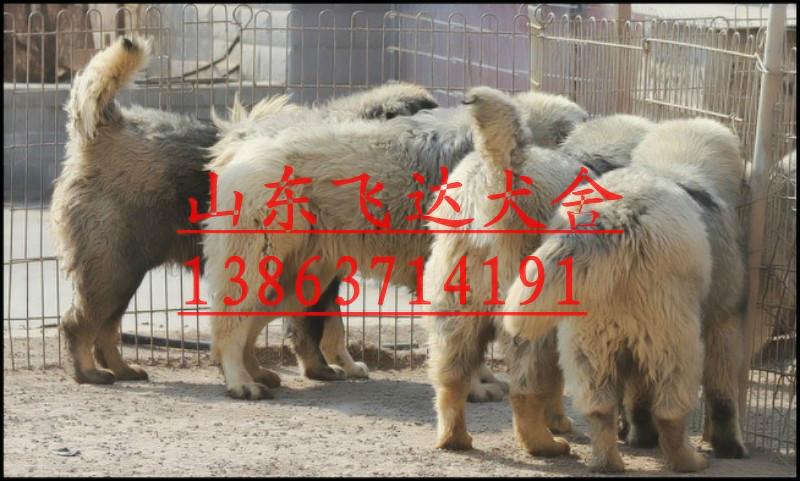 济宁市高加索犬舍厂家供应高加索犬舍，什么地方有卖高加索犬的