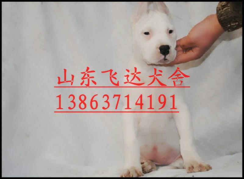 供应天津杜高犬，天津哪里有卖杜高犬的狗场