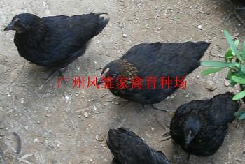 供應烏雞苗，廣東地區(qū)廠家直接供應