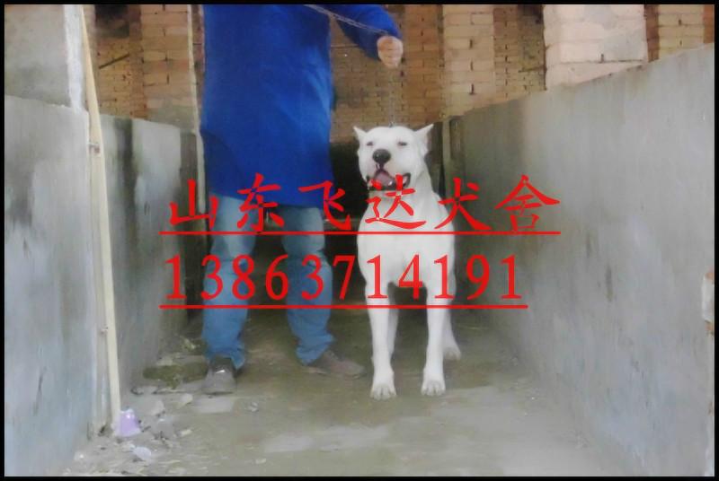 供应安徽杜高犬价格，安徽哪里有卖杜高犬的