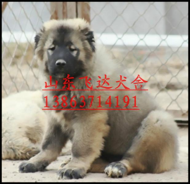 供应高加索犬舍，什么地方有卖高加索犬的图片