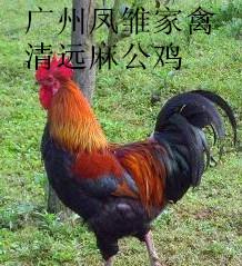 供應(yīng)麻雞苗/麻黃雞苗