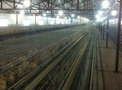 供應蕪湖青年雞蚌埠青年雞