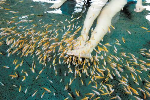 供應(yīng)親親魚價格，親親魚大量批發(fā)，親親魚批發(fā)