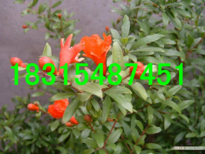 供應(yīng)軟籽石榴苗/*軟籽石榴苗/紅如意軟籽石榴苗