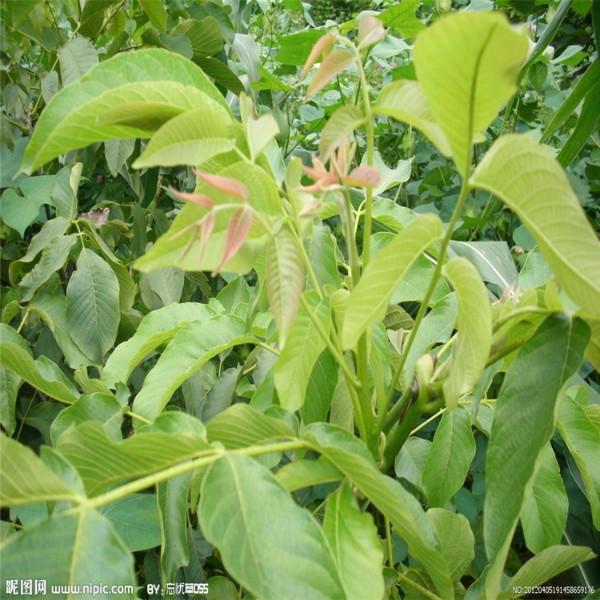 供應(yīng)核桃苗，哪里有賣核桃苗的，薄皮核桃苗，求購紙皮核桃苗