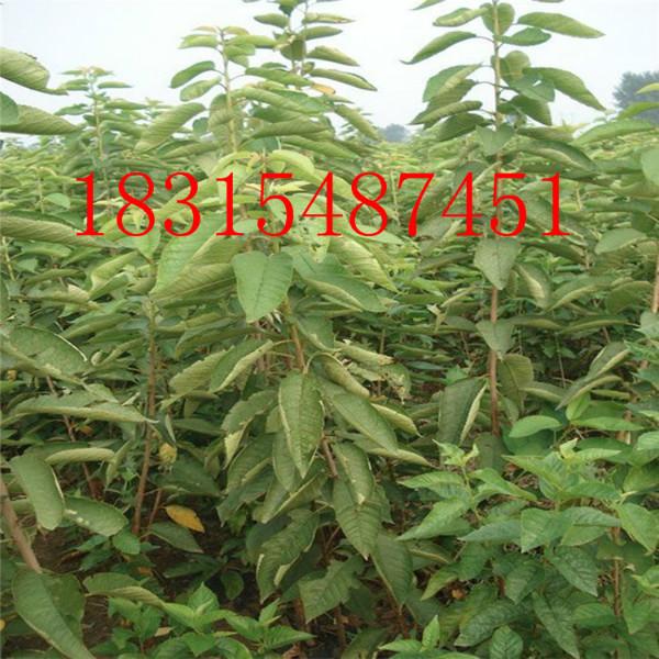 供應(yīng)1公分嫁接核桃樹苗，處理1公分嫁接核桃樹苗，批發(fā)1公分嫁接核桃樹苗