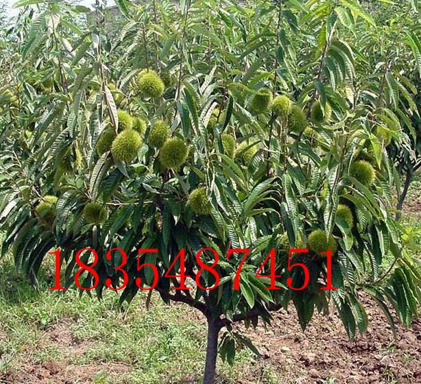 供應(yīng)陜西鎮(zhèn)安板栗苗，大量出售陜西鎮(zhèn)安板栗苗，嫁接陜西鎮(zhèn)安板栗苗