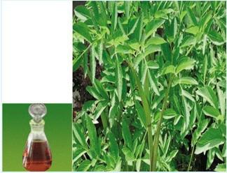 供應(yīng)用于保健的廠家*藥用原料白芷油