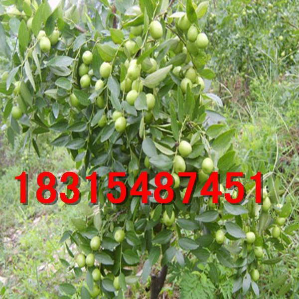 供應(yīng)沾化冬棗苗/金絲*棗苗/金絲大棗苗/山東棗樹苗