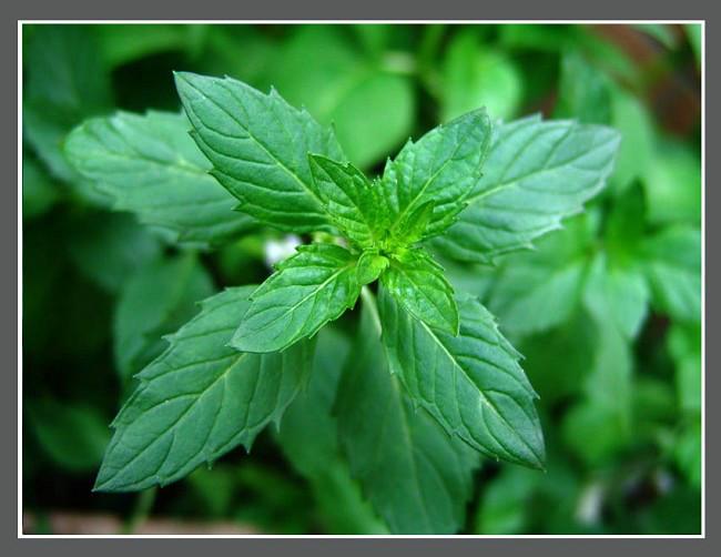供應藥用薄荷腦.薄荷腦批發(fā)