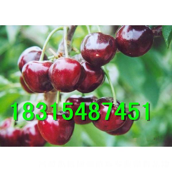 供應(yīng)車?yán)遄訖烟颐鐑r格，大量處理車?yán)遄訖烟颐鐑r格18315487451