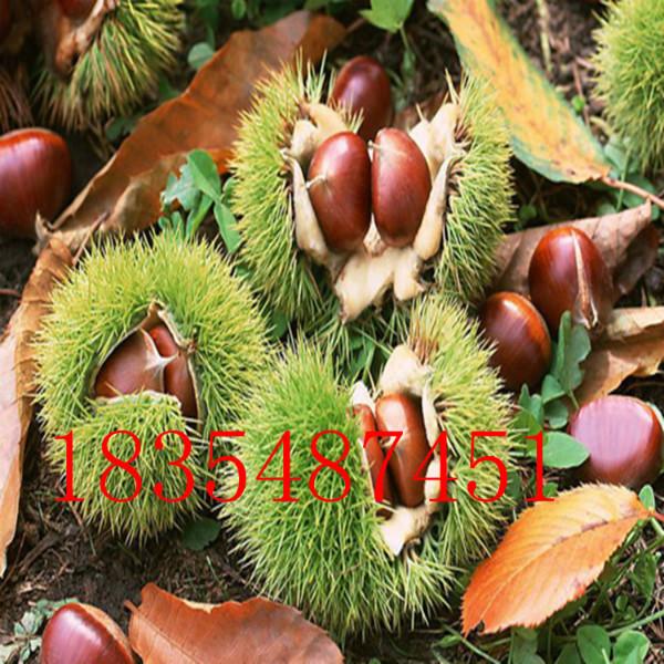 供應(yīng)大紅袍板栗/遷西板栗苗/泰山板栗苗/嫁接板栗苗/糖炒板栗苗