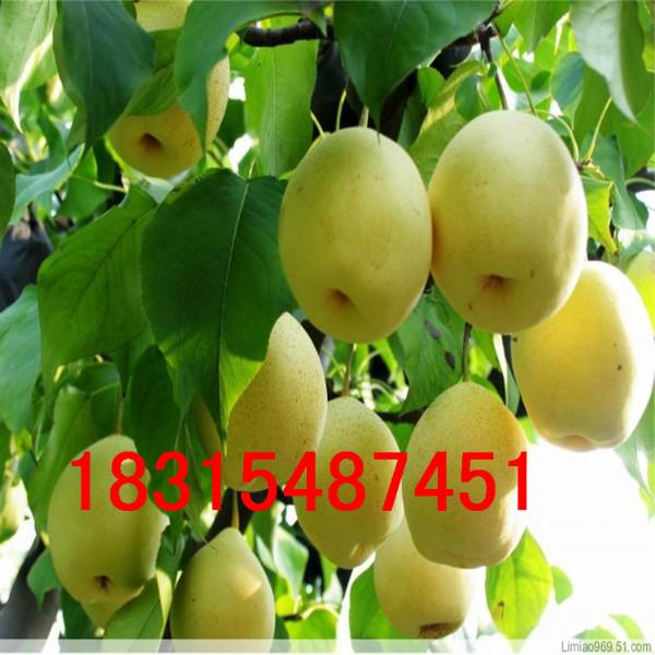 供應(yīng)嫁接皇冠梨樹苗，大量處理嫁接皇冠梨樹苗，大量處理嫁接皇冠梨樹苗