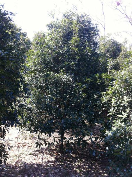 供應(yīng)浙江嵊州金桂樹苗供應(yīng)商，桂花苗木專業(yè)種植基地