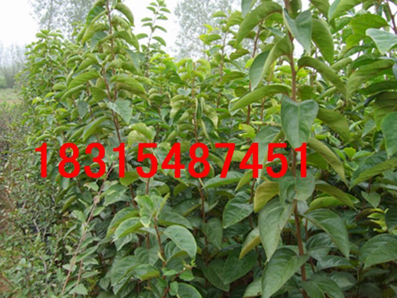供應(yīng)山東脆甜柿子苗，大量處理山東脆甜柿子苗，占地脆甜柿子苗