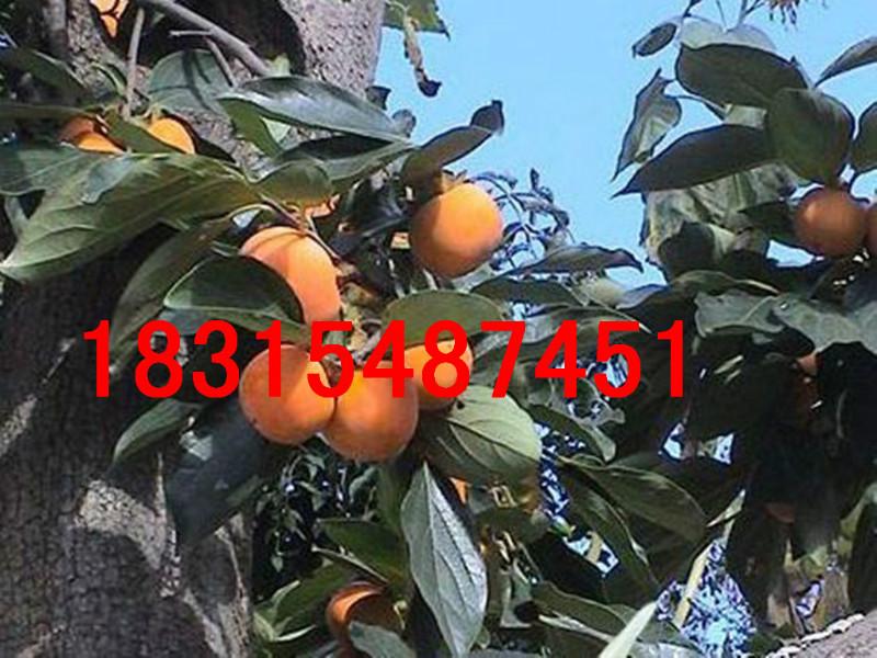 供應(yīng)山東脆甜柿子苗，大量處理山東脆甜柿子苗，占地脆甜柿子苗