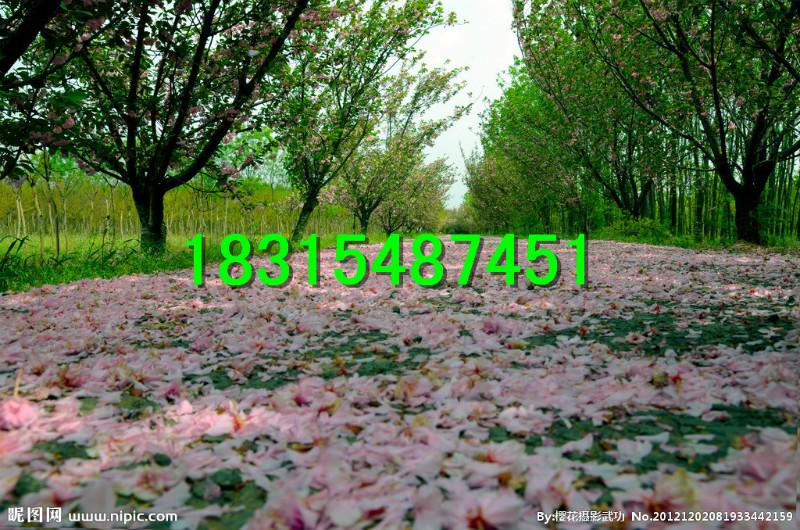 供應(yīng)日本櫻花苗，大量處理日本櫻花苗，嫁接日本櫻花苗