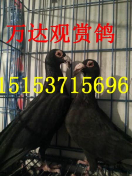 觀賞鴿價(jià)格大鼻子價(jià)格圖片
