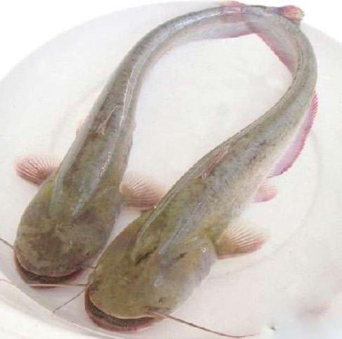 供應(yīng)大口鯰魚苗價格，大口鯰魚苗批發(fā)，大口鯰魚苗大量供應(yīng)