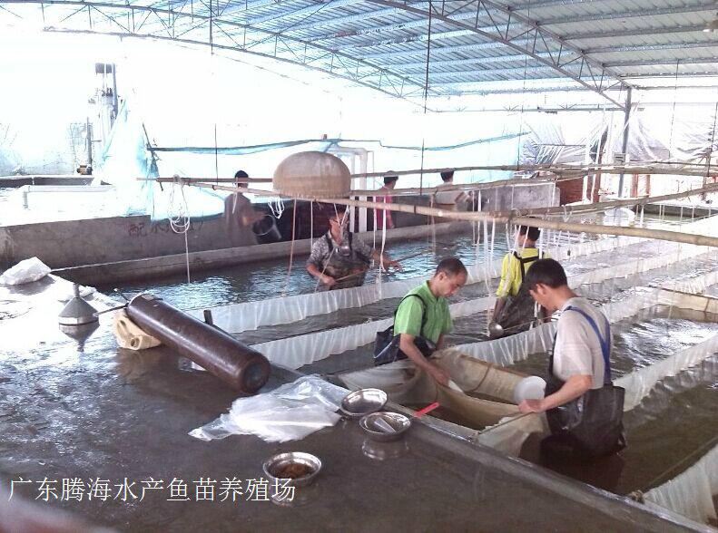 供應(yīng)廣西桂林魚苗批發(fā)廣西賀州魚苗批發(fā)商廣西梧州魚苗場廣西魚苗批發(fā)