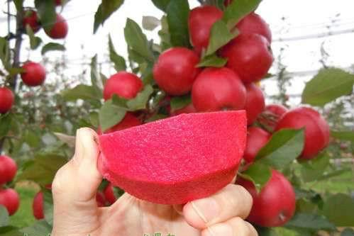 供應(yīng)梨樹(shù)苗批發(fā)，梨樹(shù)苗價(jià)格，玉梨苗種植技術(shù)