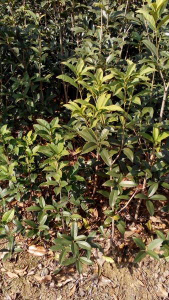 供應(yīng)扦插丹桂小苗，金桂，月桂，