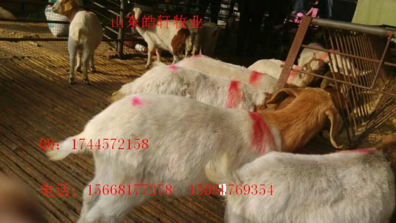 供應(yīng)三個(gè)月小羊羔多少錢