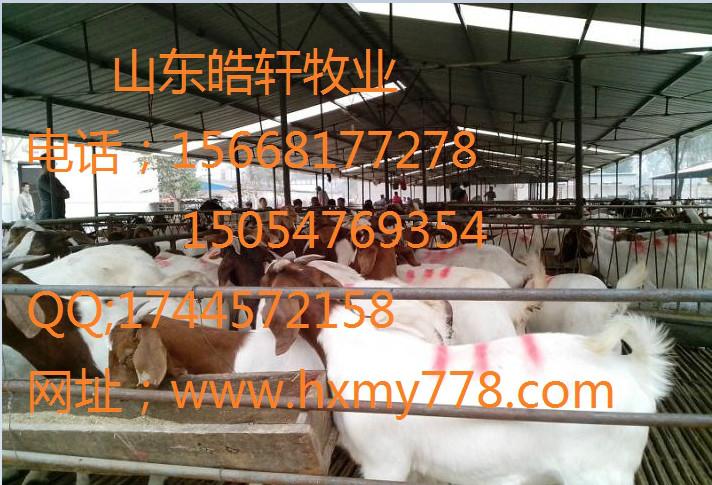 供應(yīng)剛斷奶羊娃多少錢一只