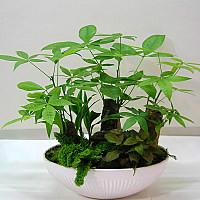 供應(yīng)北京綠植租賃報(bào)價(jià)