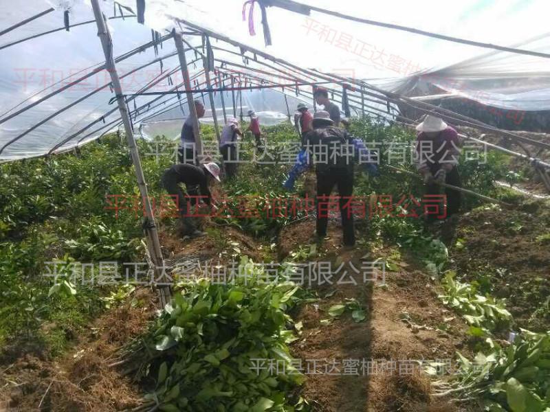 供應平和三紅蜜柚苗紅皮紅肉蜜柚苗紅中紅蜜柚苗