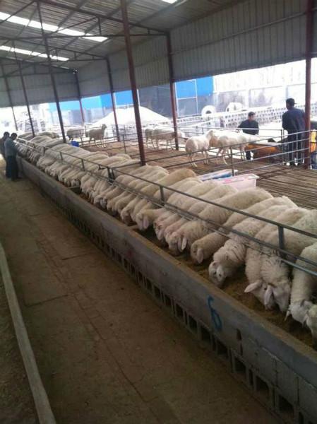 供應(yīng)純種黑頭杜泊羊種公羊價格