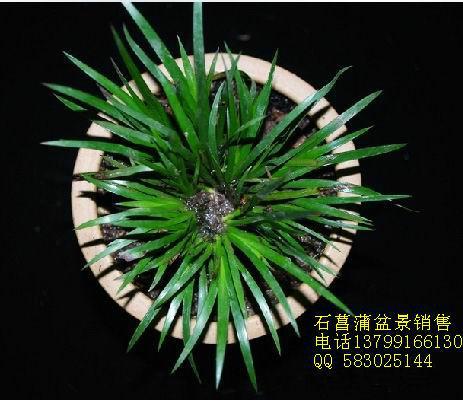 供應(yīng)*蒲