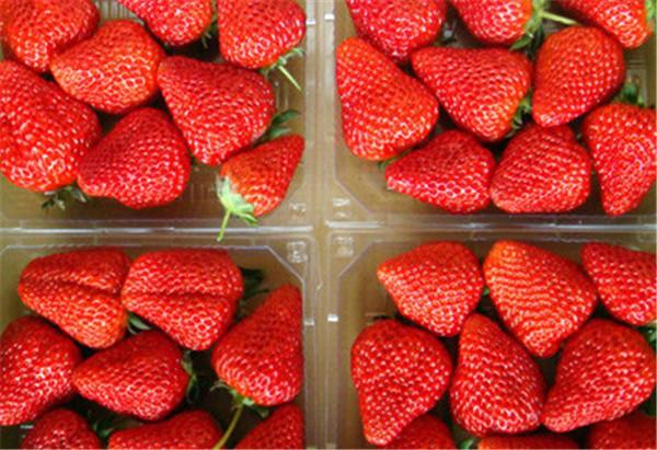 供應(yīng)北京新鮮甜查理草莓代收/*