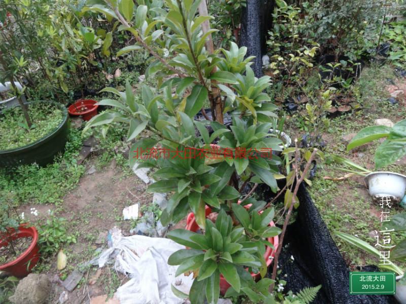 供應(yīng)廣西人參果苗價格，廣西人參果苗種植基地，廣西人參果苗種植園