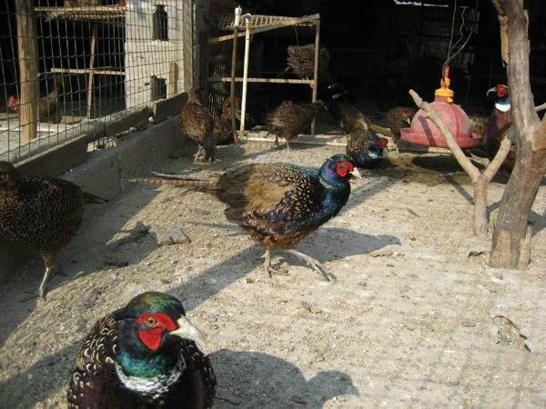 供應(yīng)畢節(jié)*