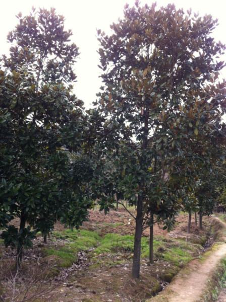 供應(yīng)江蘇南京廣玉蘭樹(shù)苗報(bào)價(jià)，廣玉蘭苗木綠化好苗