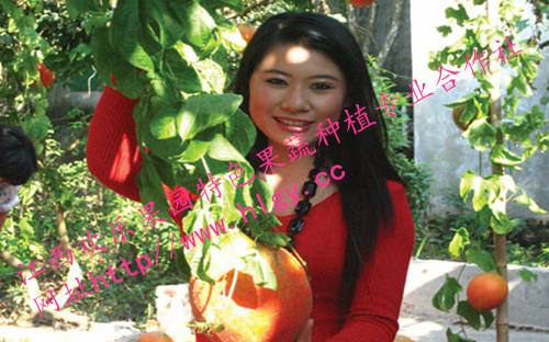 供應(yīng)上饒?zhí)焯妹酃?yīng)商，上饒?zhí)焯妹酃l(fā)商 天堂蜜果