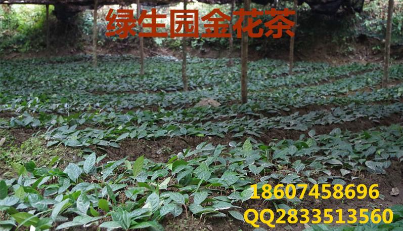 怀化市最新东方魔茶金花茶相关信息厂家供应用于种苗的最新东方魔茶金花茶相关信息