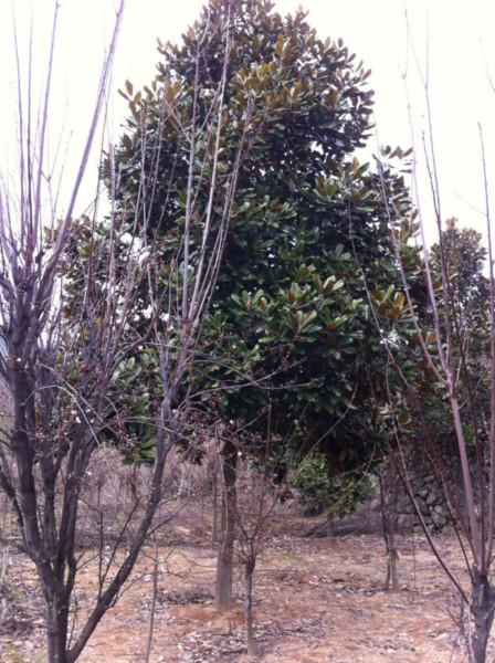 供應(yīng)江蘇無錫廣玉蘭樹苗育苗基地，廣玉蘭苗木供應(yīng)商