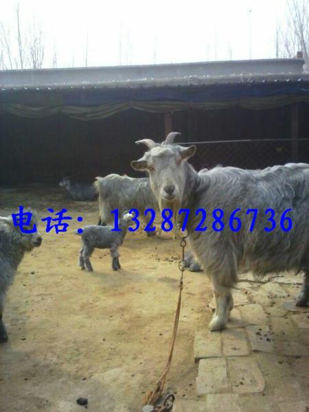 批發(fā)青山羊供應青山羊養(yǎng)殖場青山羊價格青山羊養(yǎng)殖青山羊種羊多少錢