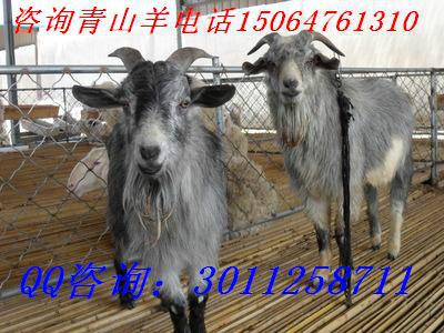 供應(yīng)用于繁育的濟(jì)寧青山羊特色養(yǎng)殖青山羊