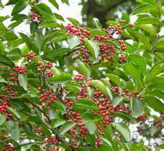 供應醫(yī)用冬青油安全性能好  上海醫(yī)用冬青油安全性能好