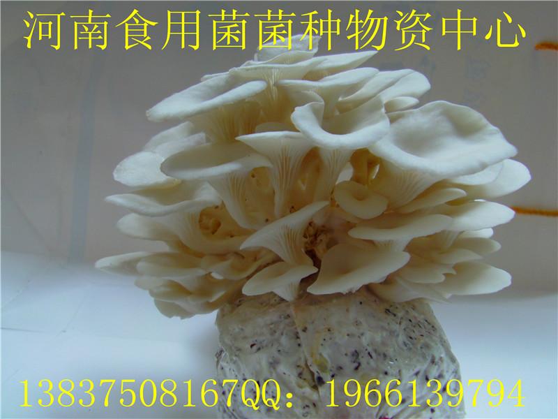 供應風尾菇菌種  湖南風尾菇菌種  風尾菇菌種價錢