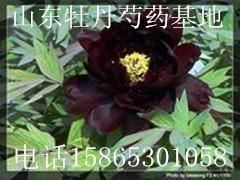 供應菏澤哪里有*牡丹苗供貨商，菏澤哪里有*牡丹苗供應商