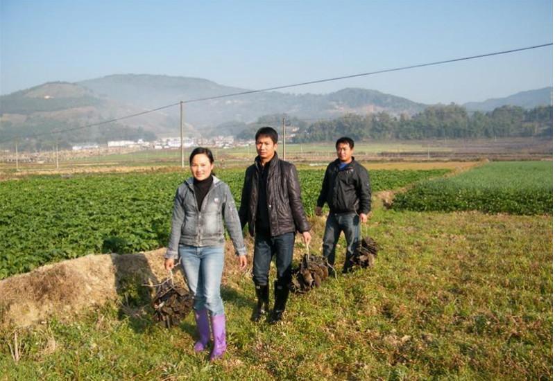 五華區(qū)娛樂會所滅鼠圖片