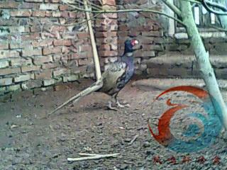 供應(yīng)遵義*苗