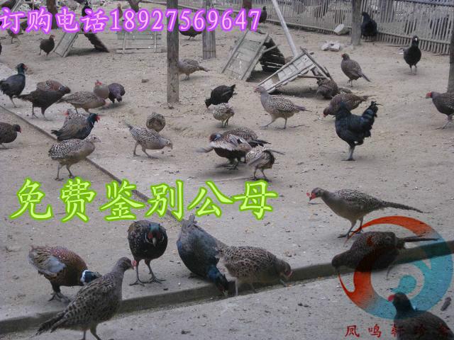 供應(yīng)山東鴕鳥苗  山東*