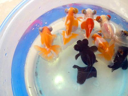 供應(yīng)金魚(yú)養(yǎng)殖技術(shù)，金魚(yú)養(yǎng)殖條件，深圳金魚(yú)養(yǎng)殖技術(shù)培訓(xùn)