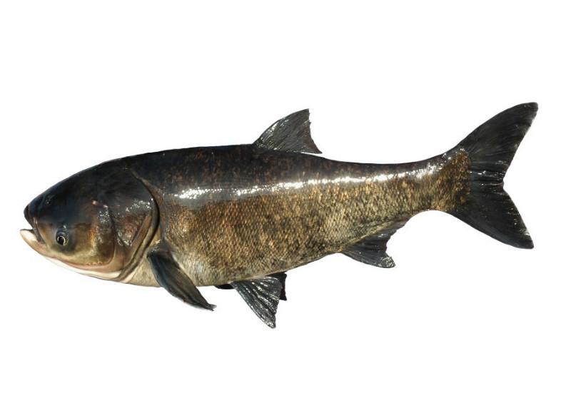 用于水產(chǎn)養(yǎng)殖的惠州鴨嘴魚批發(fā)價格，惠州鴨嘴魚苗哪里有？鴨嘴魚好養(yǎng)嗎？